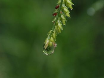 Close-up of plant growing outdoors