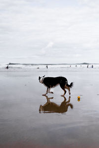 View of a horse in the sea