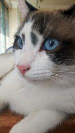 Close-up of a cat looking away