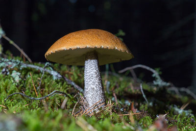Close-up of mushroom growing on field