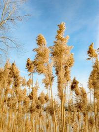 Low angle view of trees against sky