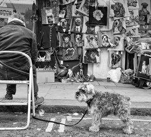 Dog looking at market stall