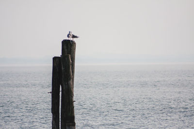 Seagull perching on wooden post in sea against sky