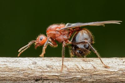 Close-up of bee