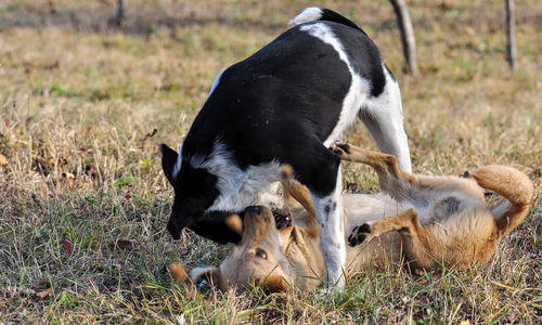 Dogs plying on land