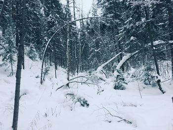 Trees against sky during winter