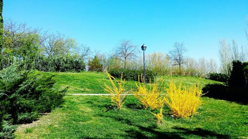 Bird on grassy field against clear sky