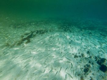 Fish swimming in sea