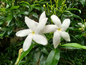 Close-up of white flowering plants