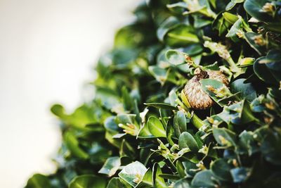 Close-up of leaves