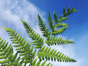 Low angle view of leaves on tree against sky