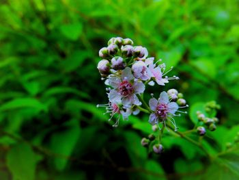 Close-up of flowers