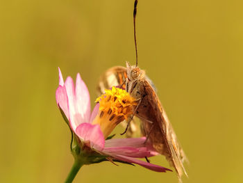 Close-up of butterfly pollinating on pink flower