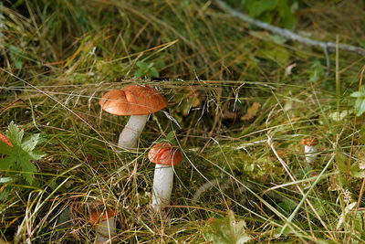 Close-up of mushroom growing on field