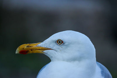 Close-up of seagull