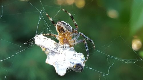 Close-up of spider on web