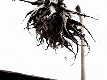 Close-up of dried plant