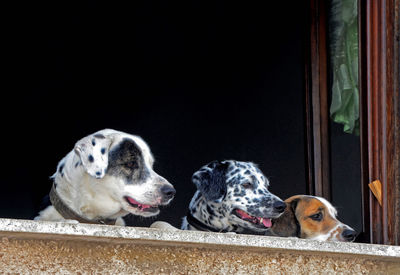 Dogs looking away against black background