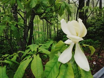 Close-up of white flowers