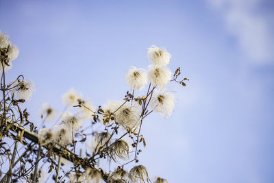 Low angle view of white flowers against clear blue sky