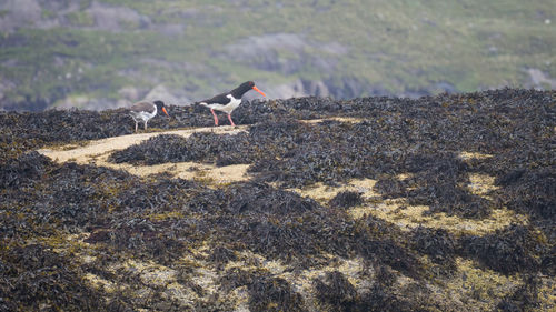 Bird perching on ground