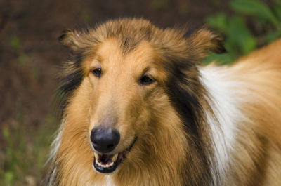 Close-up portrait of a collie dog