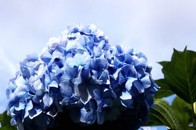 Close-up of purple hydrangea blooming outdoors