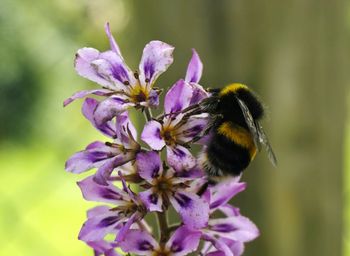 Close-up of bee on purple flowers