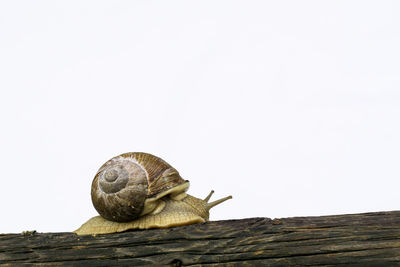 Close-up of snail on wood against clear sky