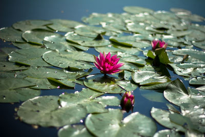 Close-up of water lily in lake