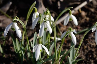 Close-up of white flowering plants on field