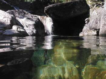 Low section of horse on water