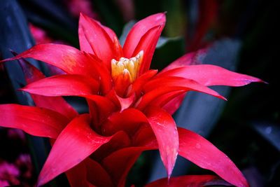 Close-up of red flowering plant