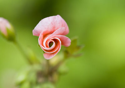 Close-up of pink rose