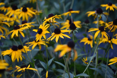 Close-up of yellow flowering plant