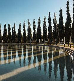 Reflection of trees in water