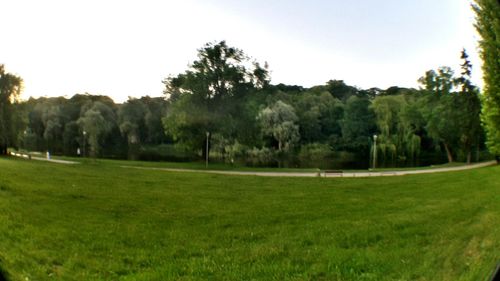 Trees on grassy field