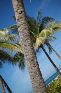 Low angle view of palm tree against sky