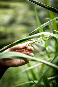 Close-up of hand holding plant