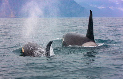 Selective focus. the pair of transient killer whales travel through the waters of avacha bay