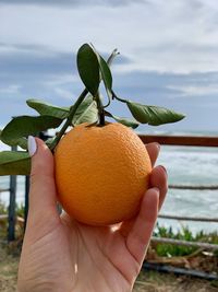Orange in a hand