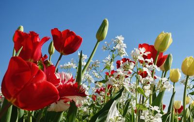 Close-up of red tulips against sky