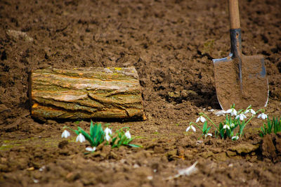 Shovel and wooden plank on dirt