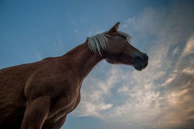 Low angle view of horse against sky