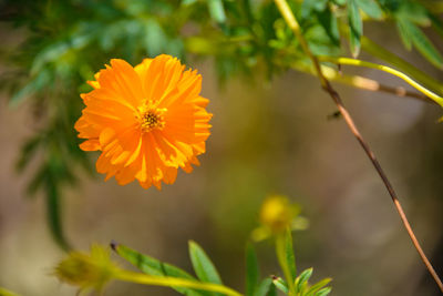 Close-up of orange flowering plant