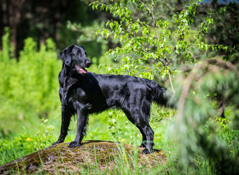 Black dog looking away