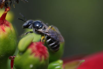 Close-up of insect on flower
