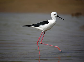 Black winged stilt on the chambal river in india