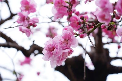 Close-up of pink cherry blossom