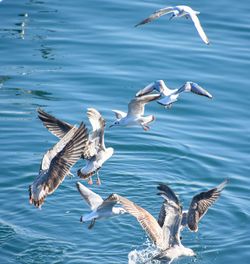 Flock of seagulls flying over sea